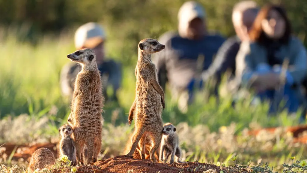 Meerkat Experiences at Tswalu