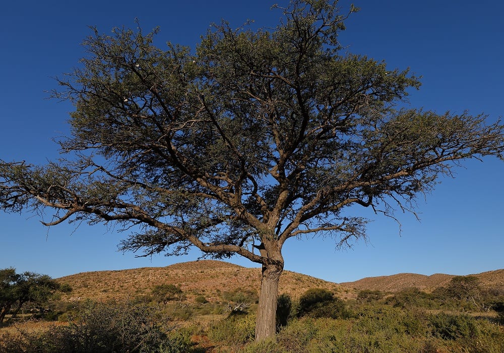 Wildlife Habitats of Green Kalahari