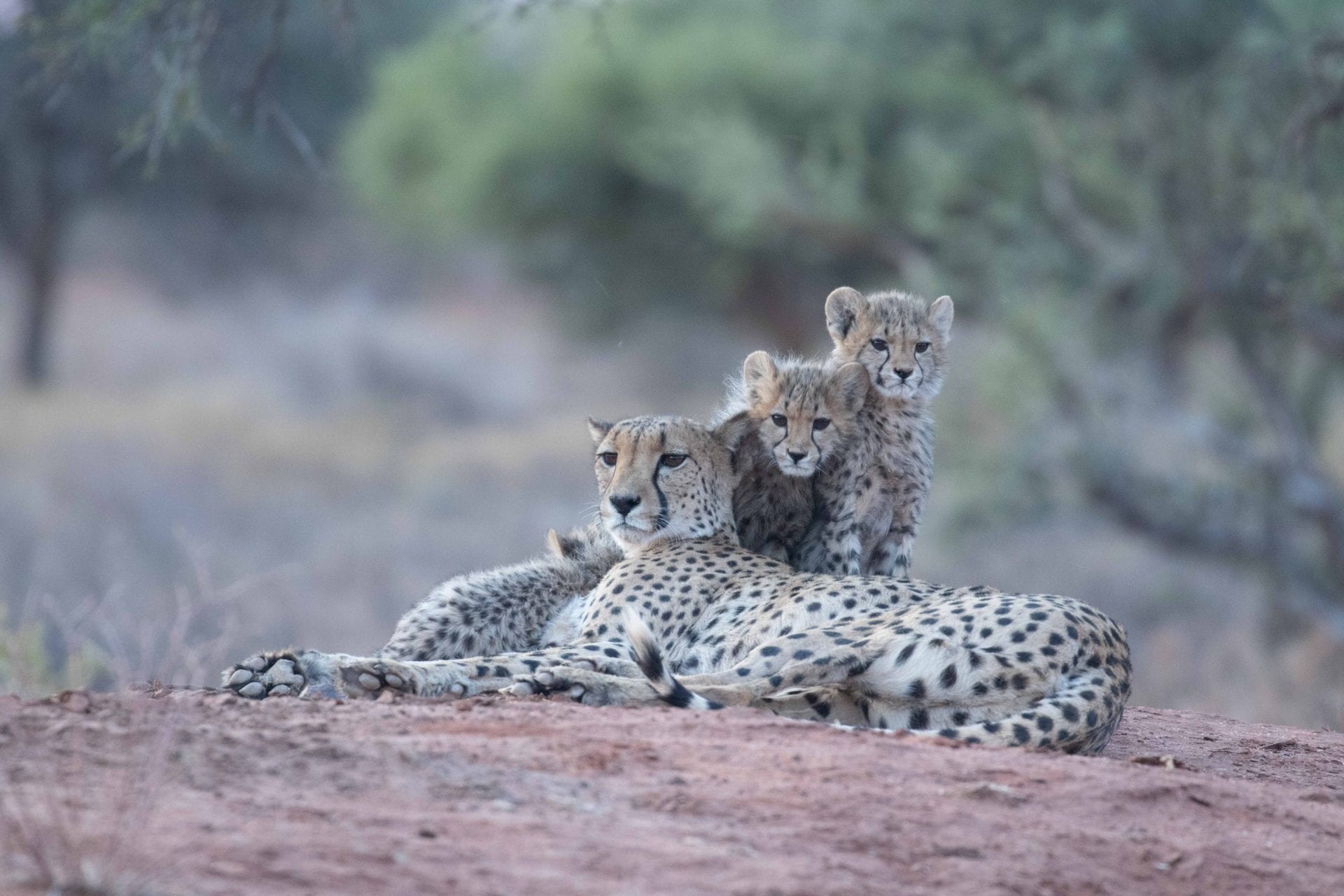 cheetah cubs and mother