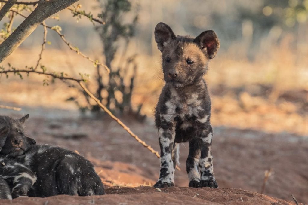 Barry Peiser field guide photography