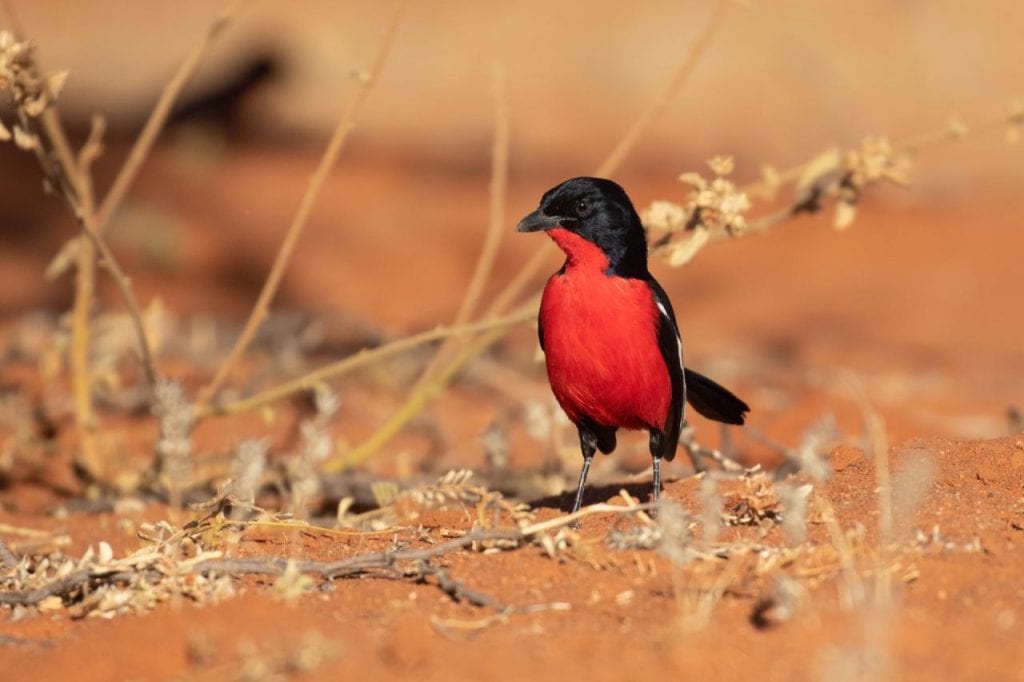 Barry Peiser field guide