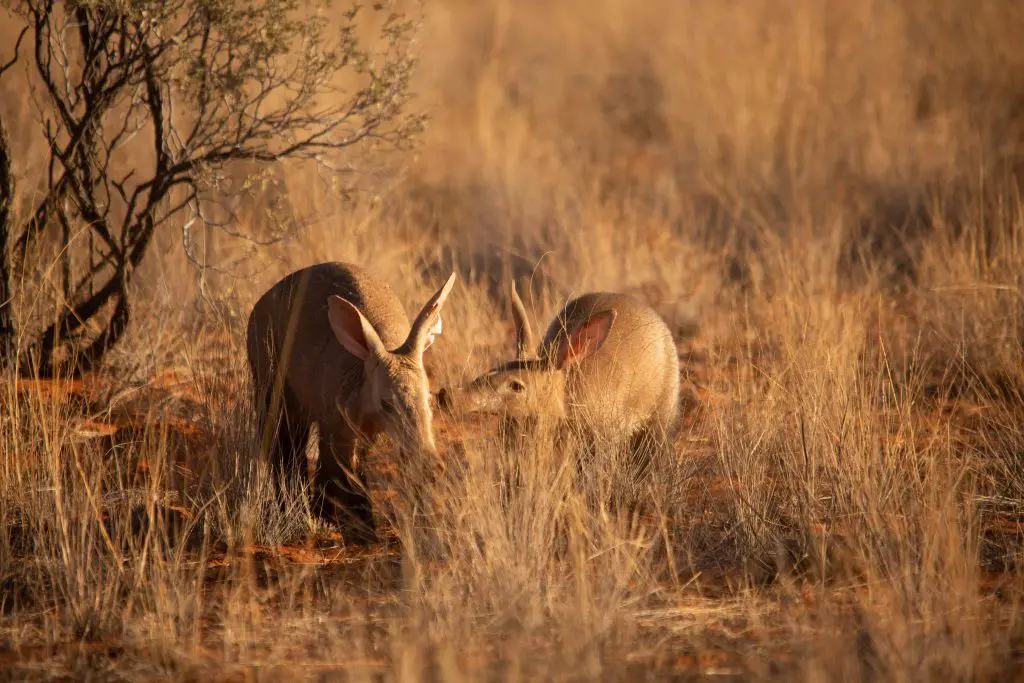 Myrmecophagous mammals research | Tswalu