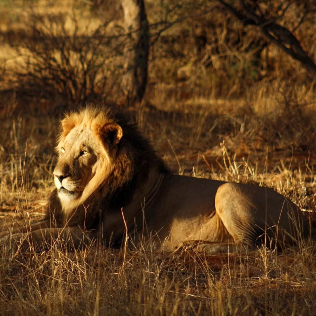 Male Lion Images by Juan Venter