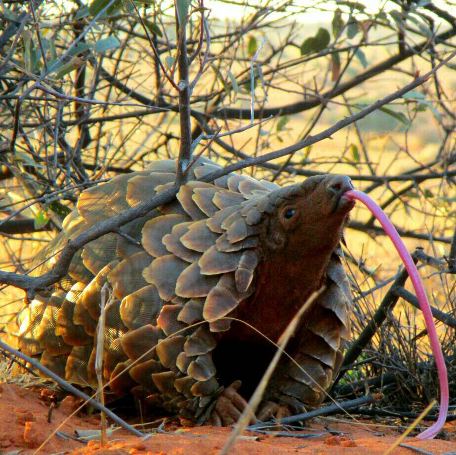 Pangolin Images by Juan Venter