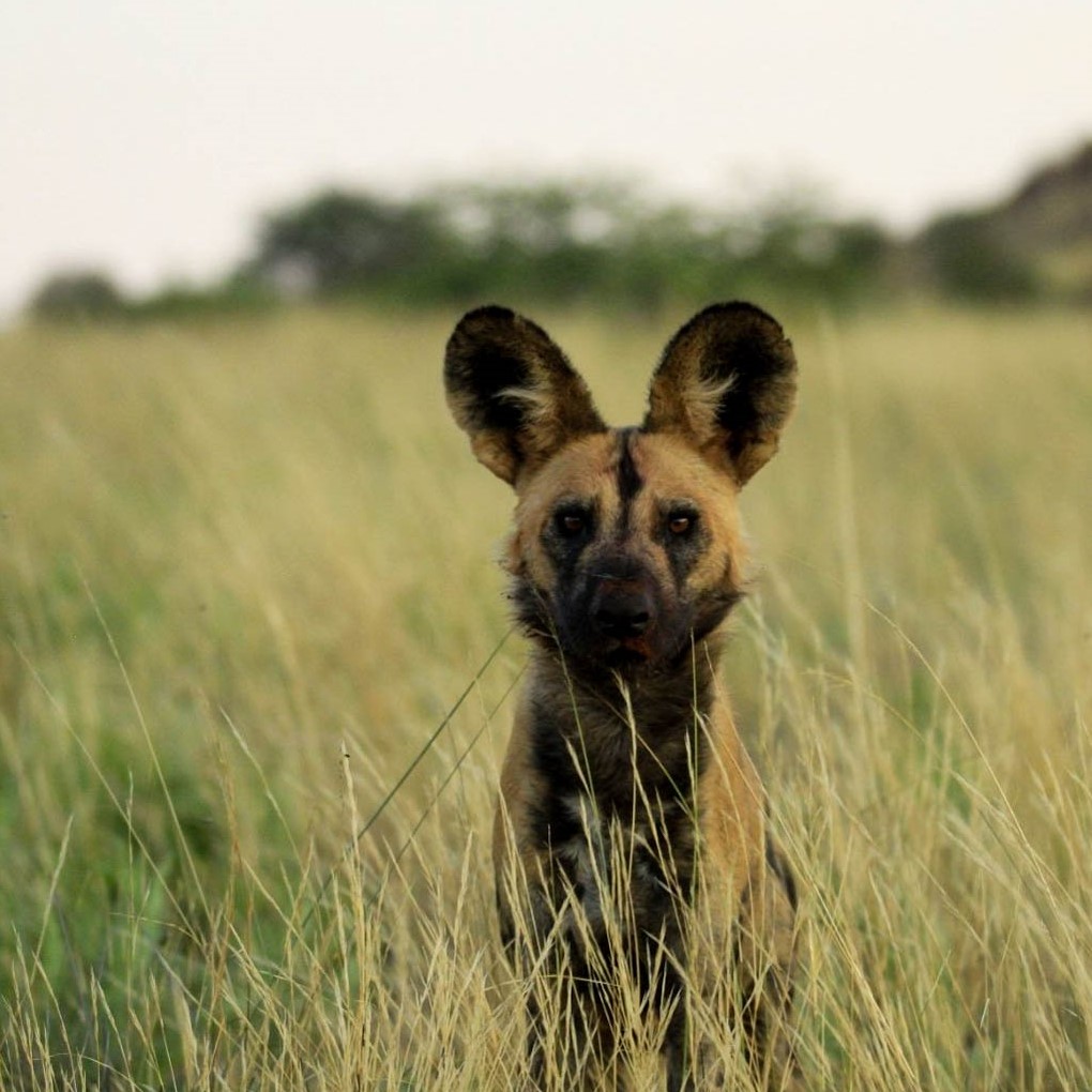 Wild dog by Juan Venter