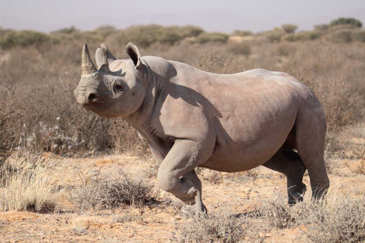 Conserving the Desert black rhino | Endangered Species | Tswalu Kalahari