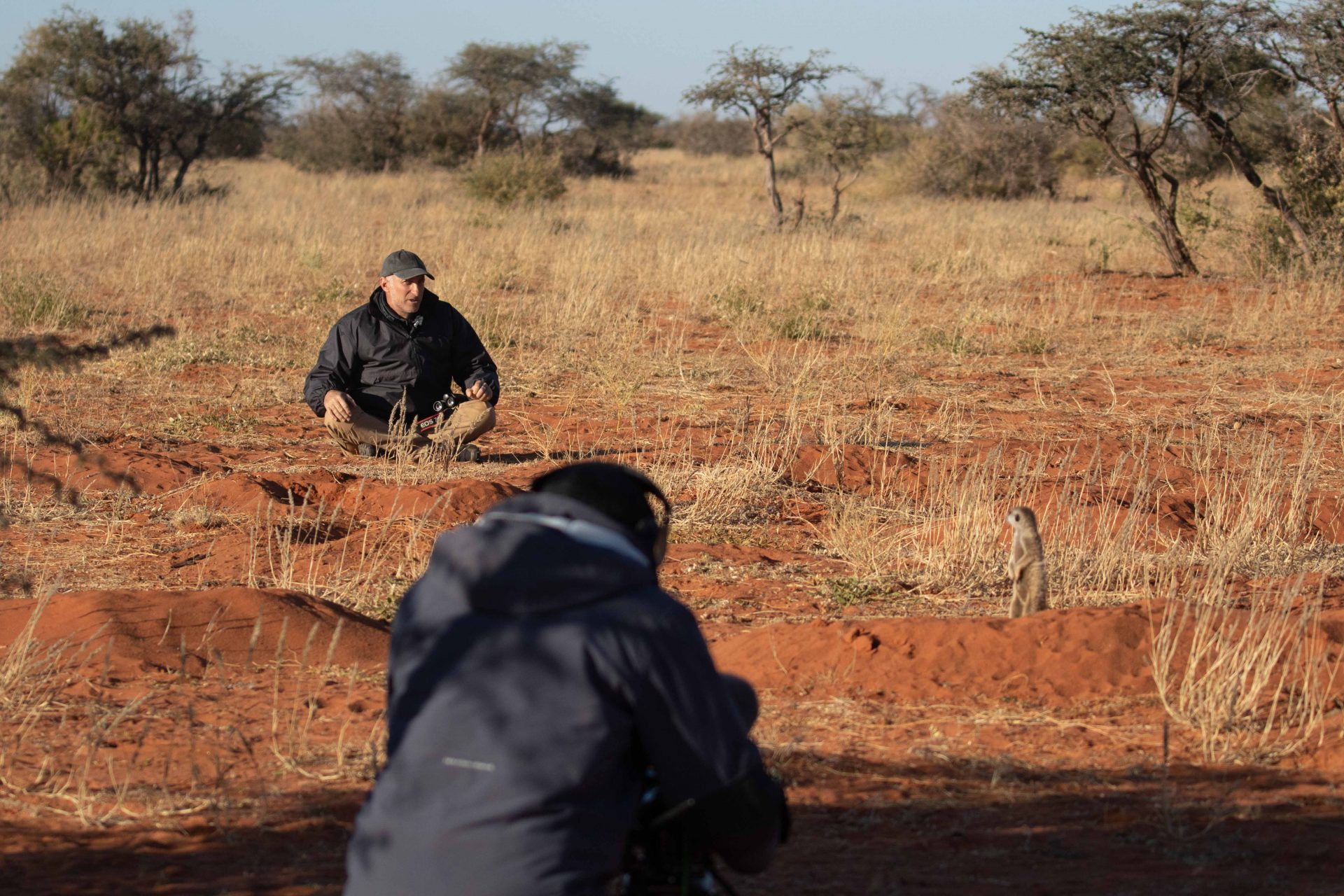 WildEarth and the meerkats