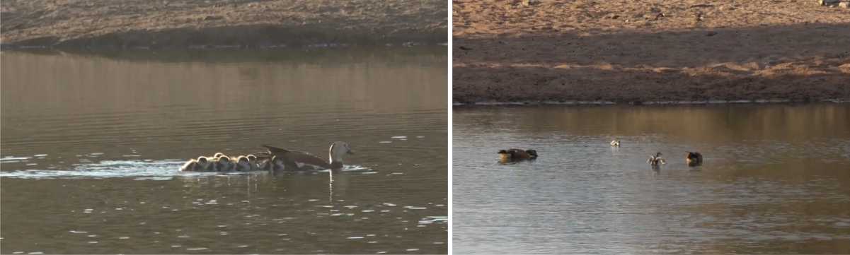 Wildearth safari at the Watering hole