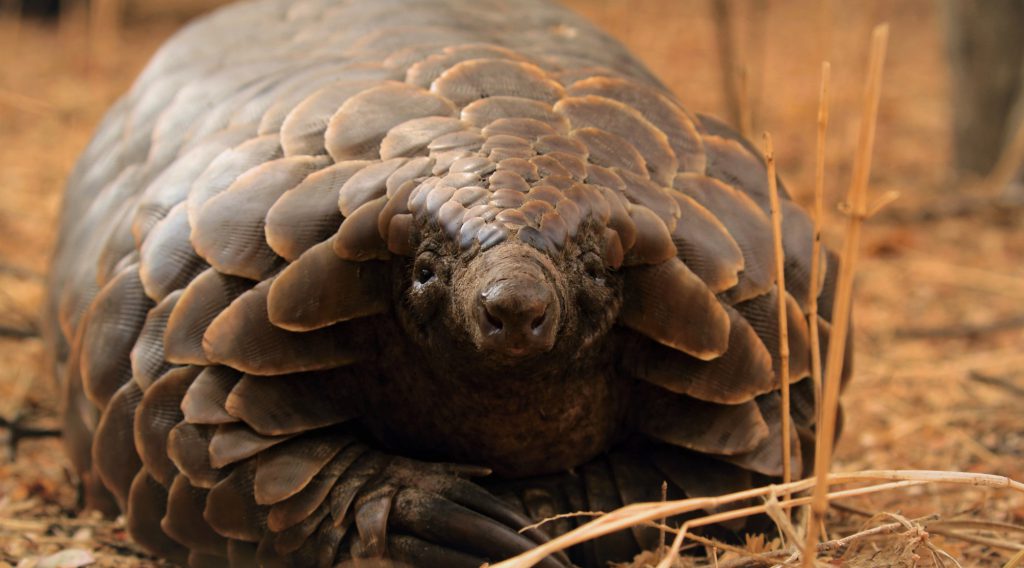 Pangolin research