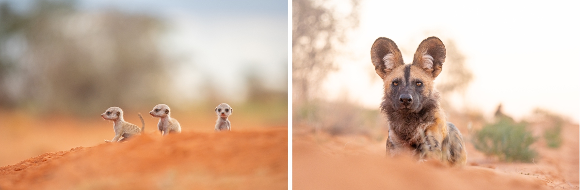 Wildlife Photography at Tswalu