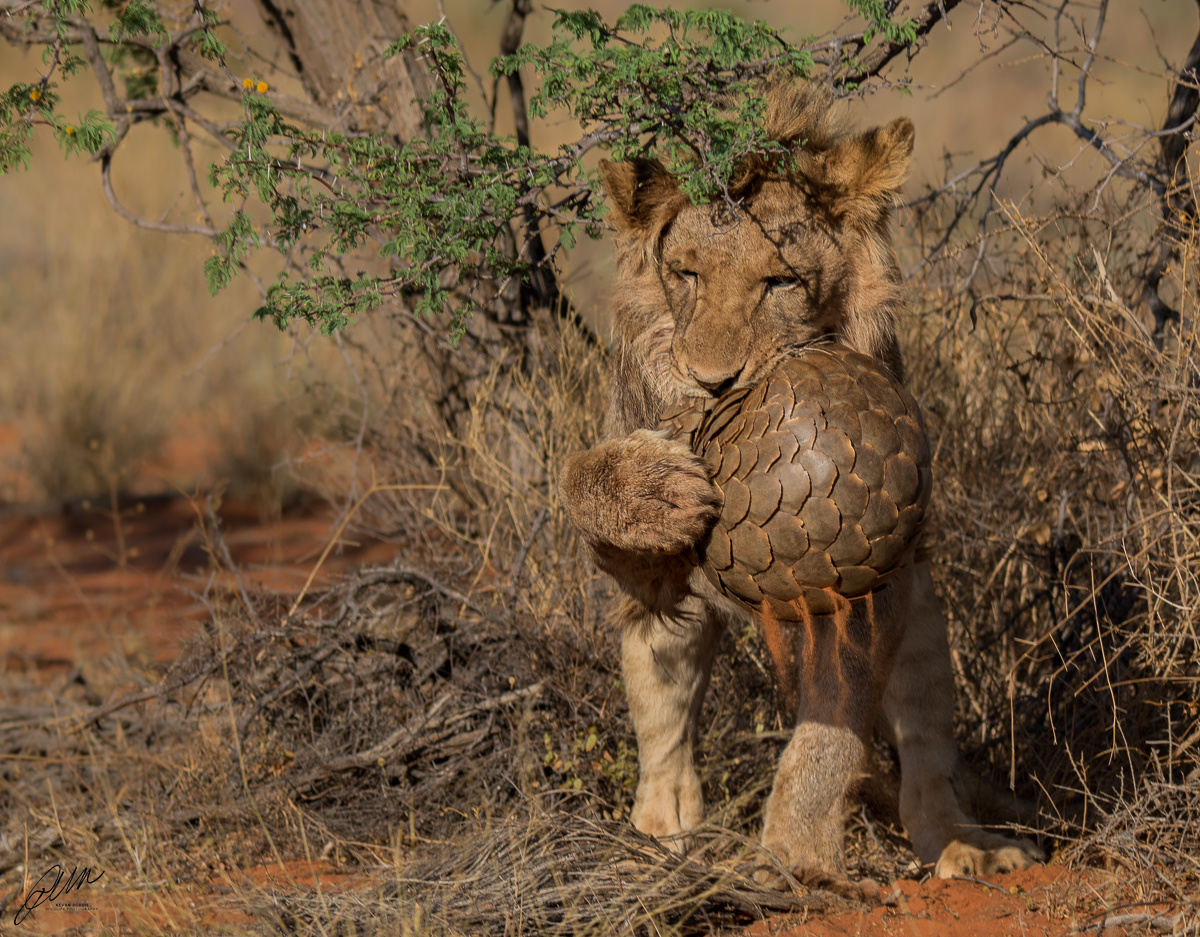 Wildlife lion sighting at tswalu. Enjoy a Private Vehicle Safari