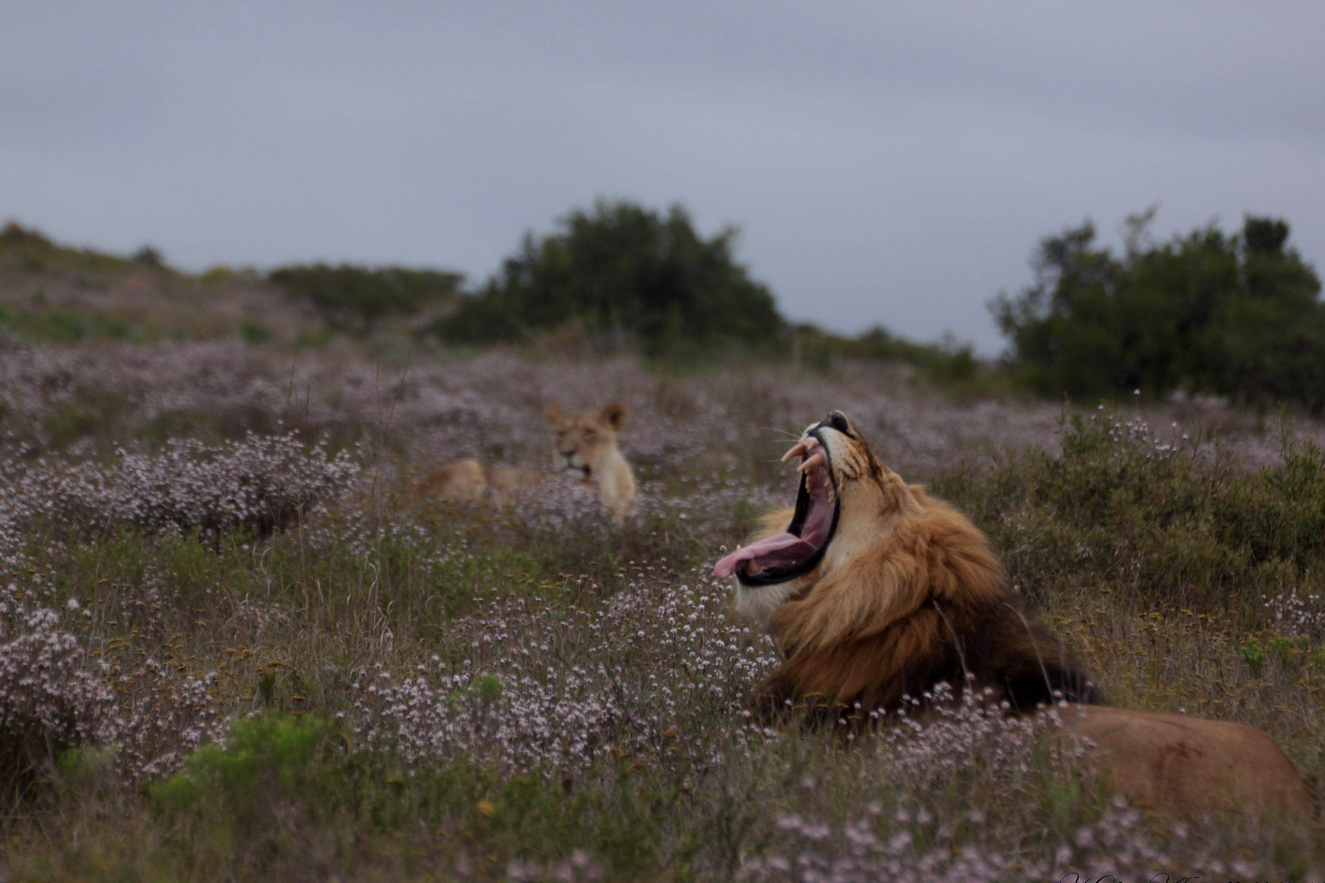 Lions roar when the weather's right, new study in Zimbabwe shows