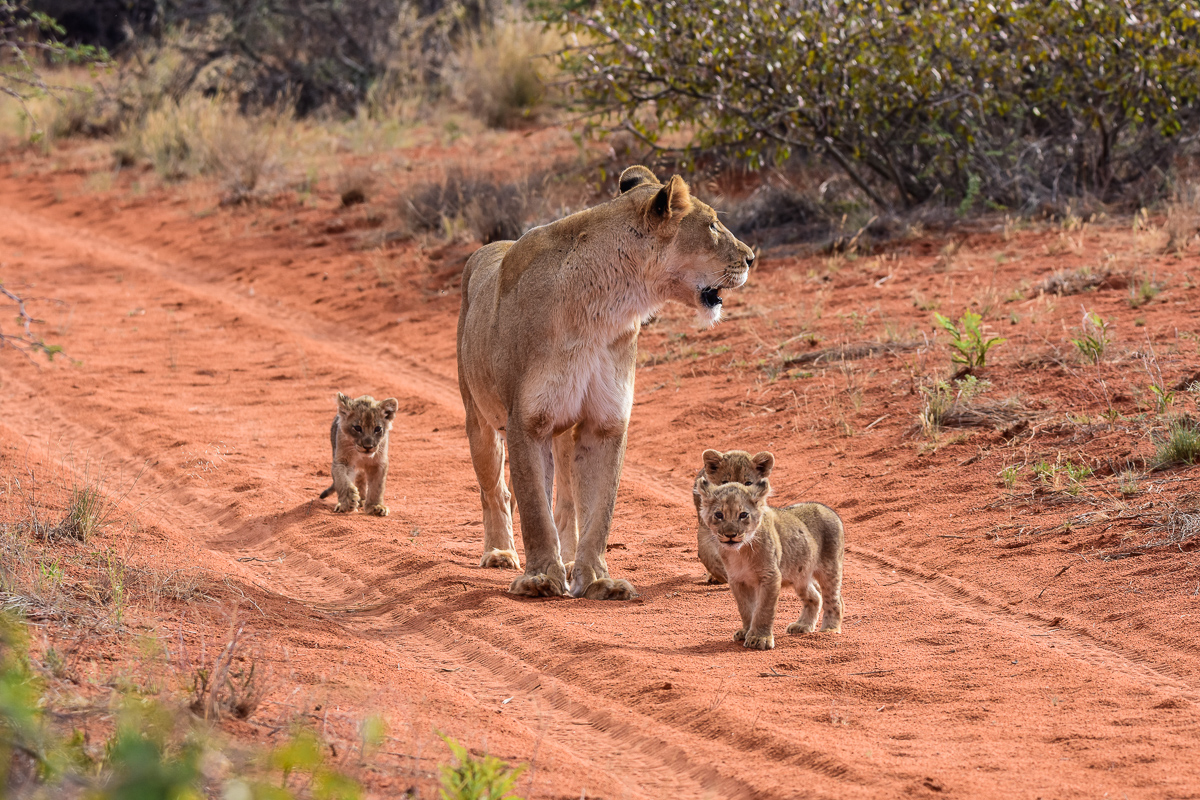 Lion sighting on safari in africa