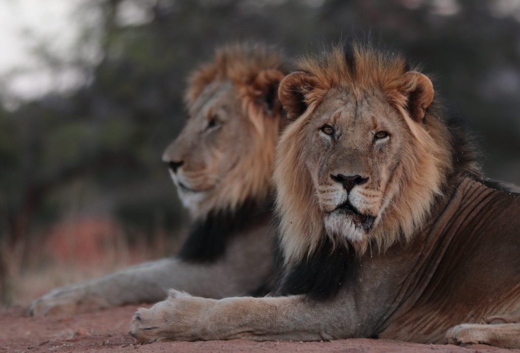 Kalahari black maned lion