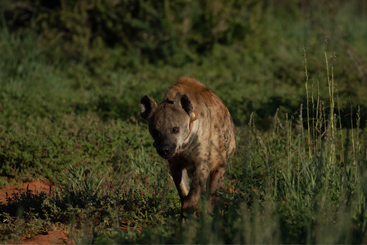 Hyena nevis shop