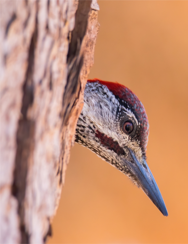 Kalahari Spring Season