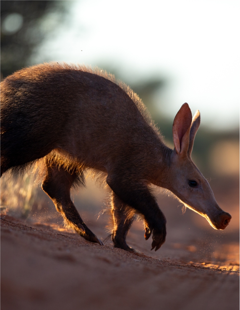 Kalahari Winter Season