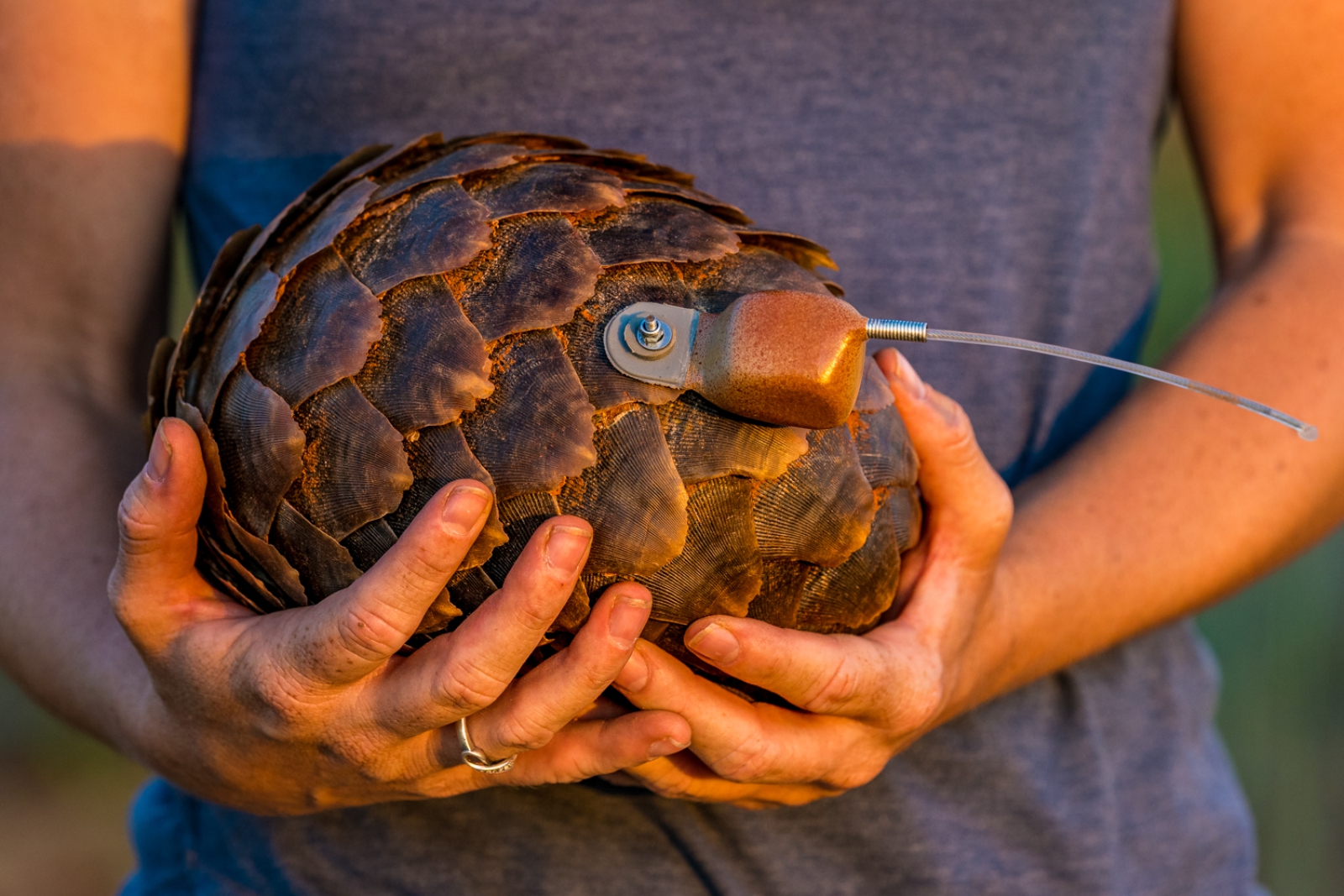 Tswalu Foundation pangolin research