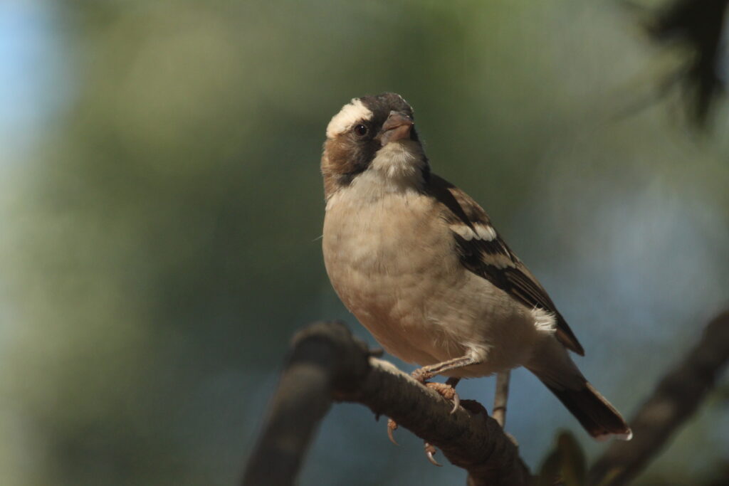 White-browed sparrow-weaver