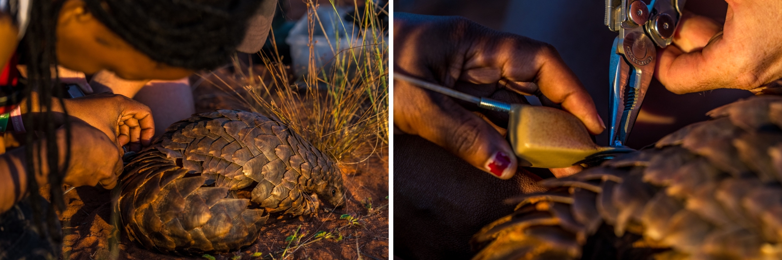 Valery Phakoago. pangolin research