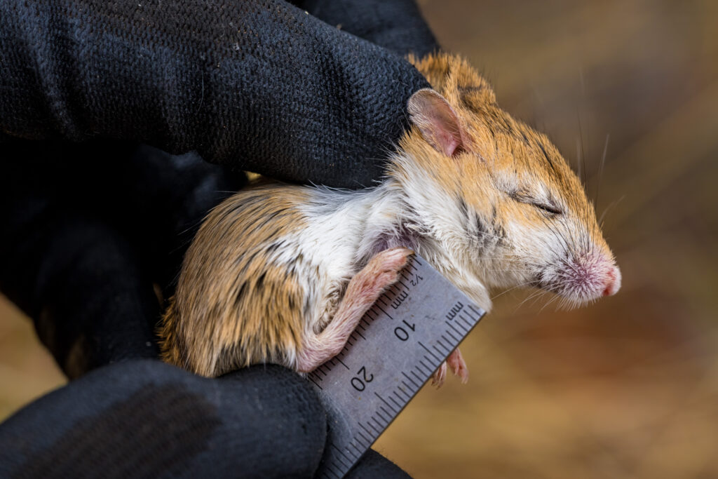 Small mammals as an indicator of habitat change