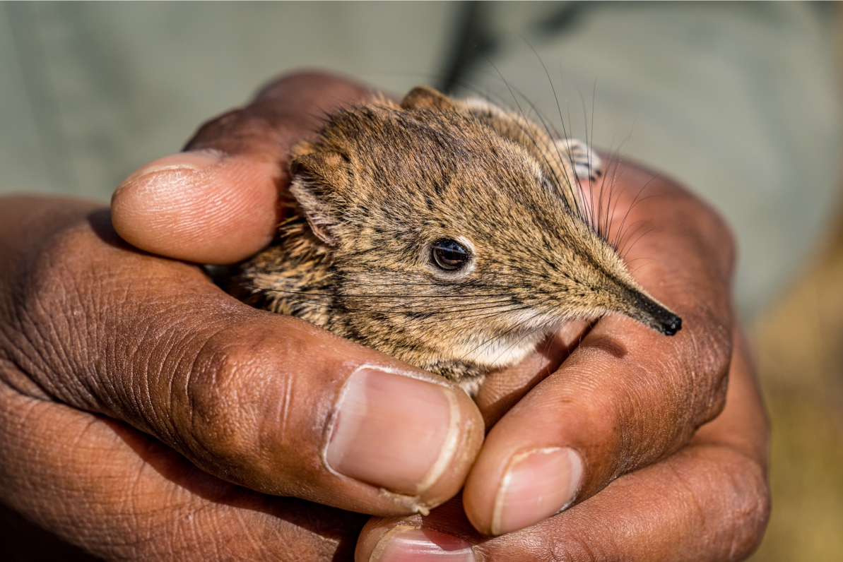 Studying small mammals |Tswalu Kalahari Reserve