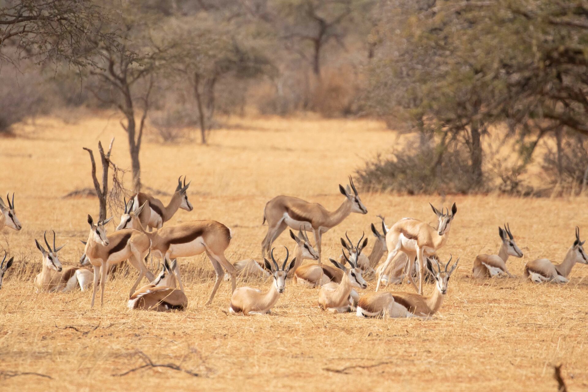 Pippa Skotnes article | Tswalu Kalahari Reserve