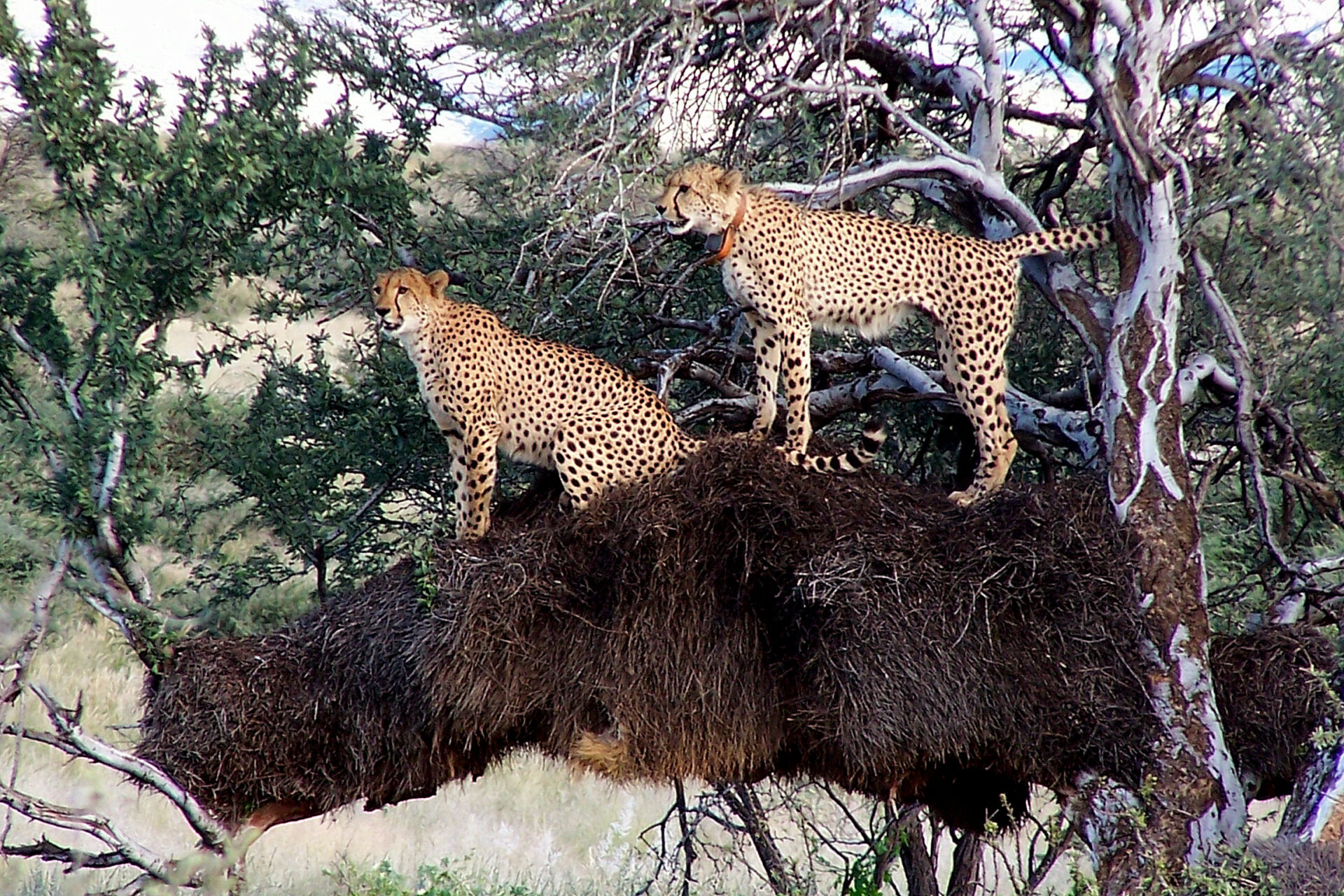 Cheetah in sociable weavers nest at Tswalu Kalahari