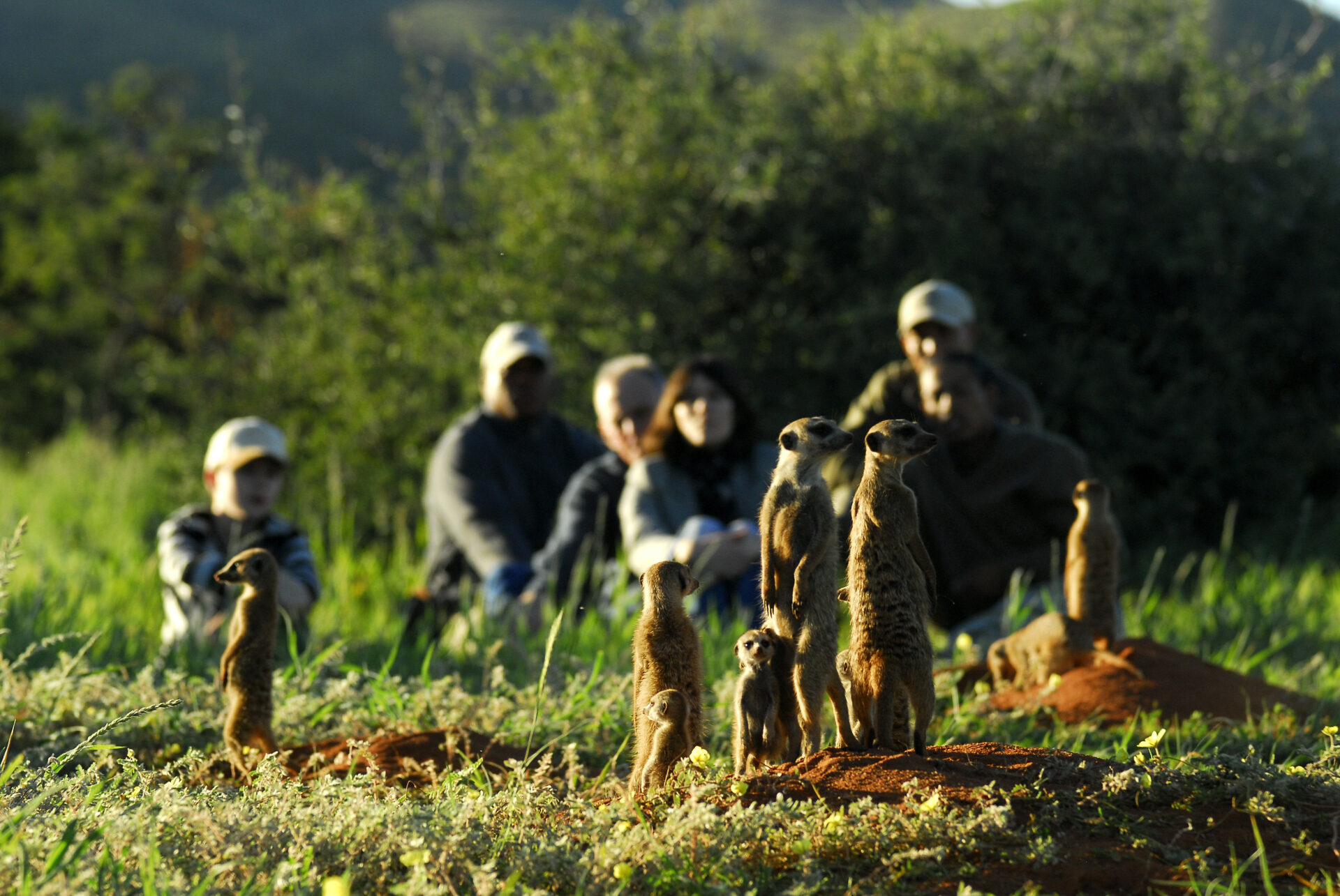 Meerkat sighting at Tswalu Kalahari