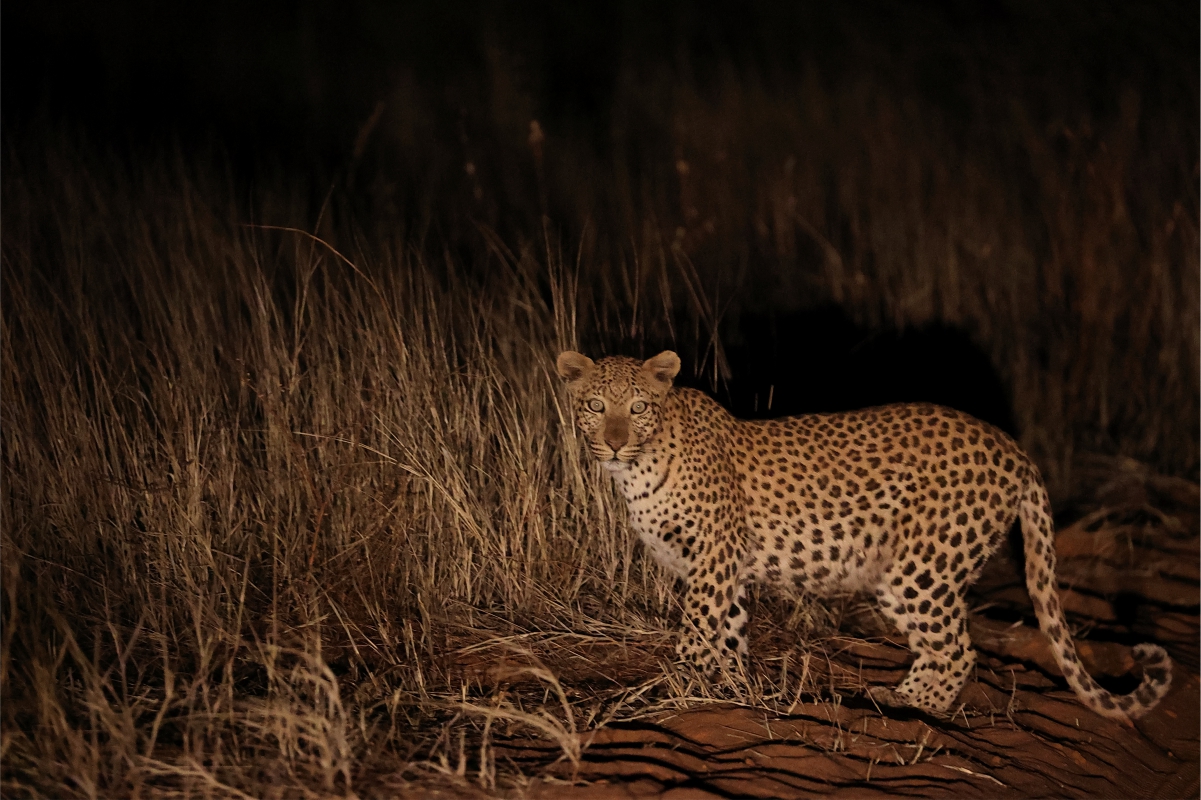 FEMALE LEOPARD