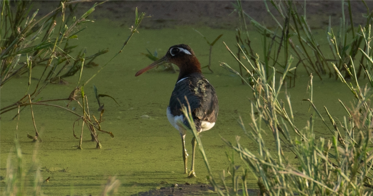 GREATER PAINTED SNIPE