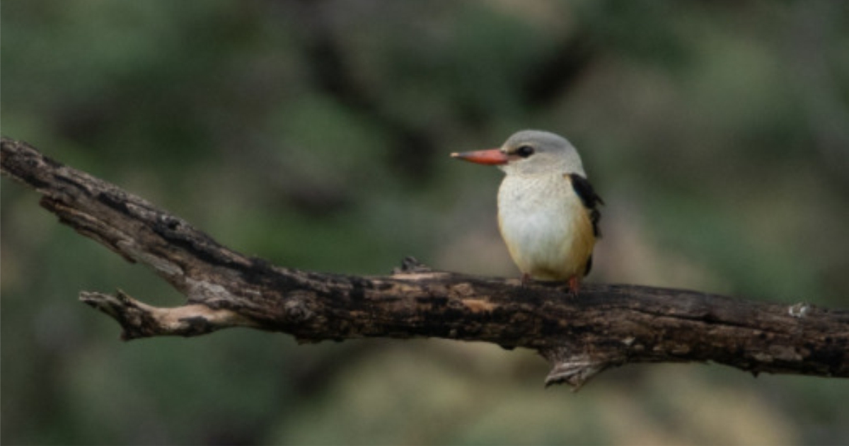 GREY HOODED KINGFISHER