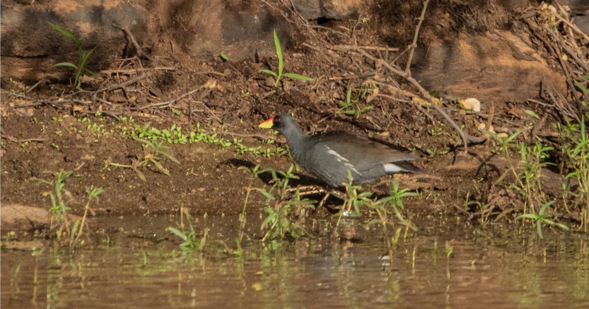 LESSER MOORHEN