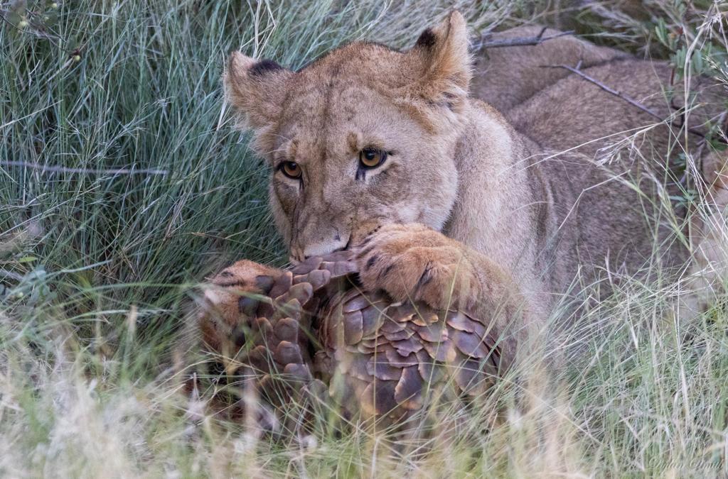 Lion and pangolin at Tswalu Kalahari