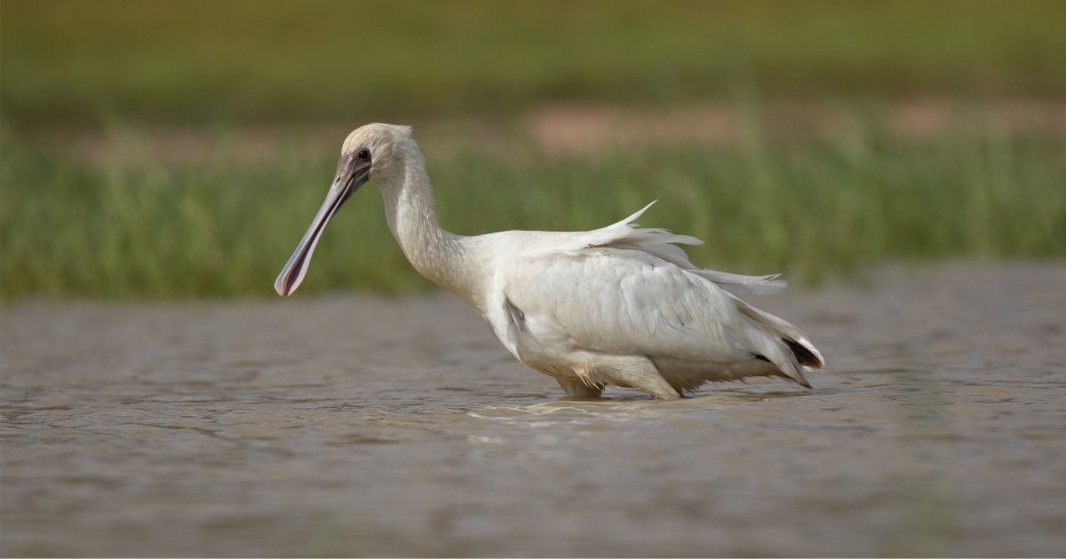 SPOONBILL