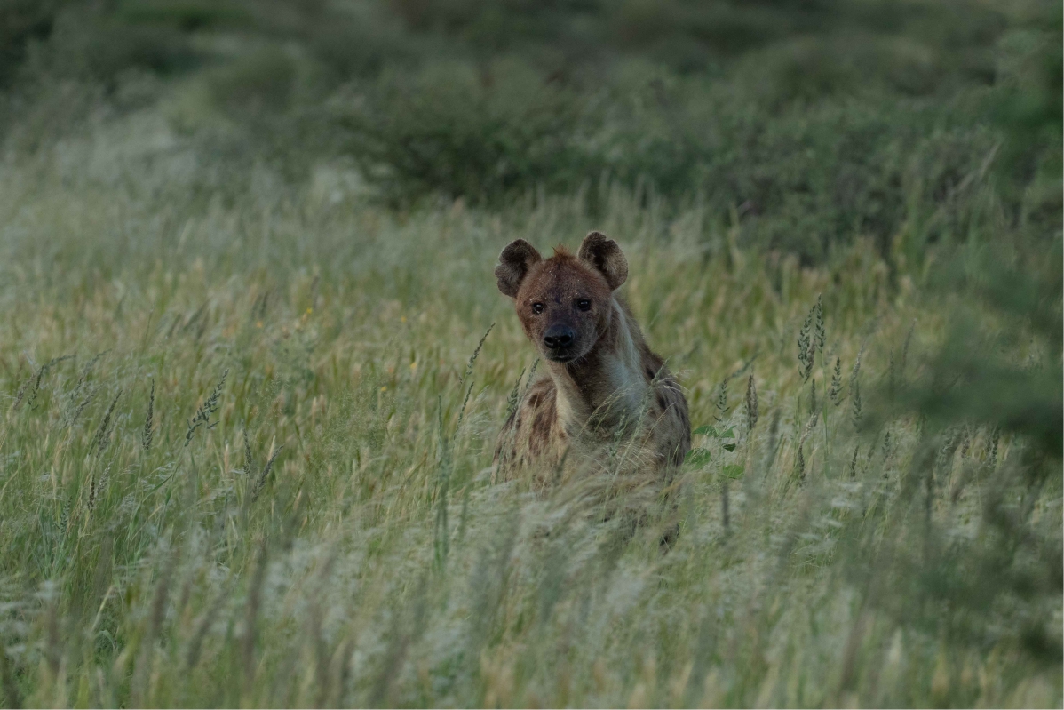 Spotted hyena