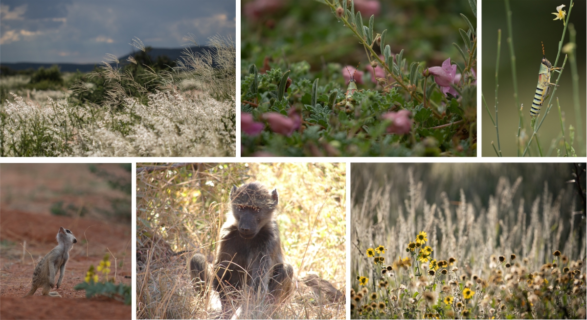 Summer fauna at Tswalu