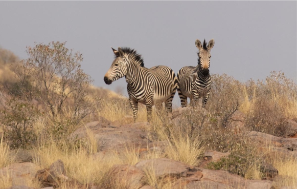 Hartmann's mountain zebra