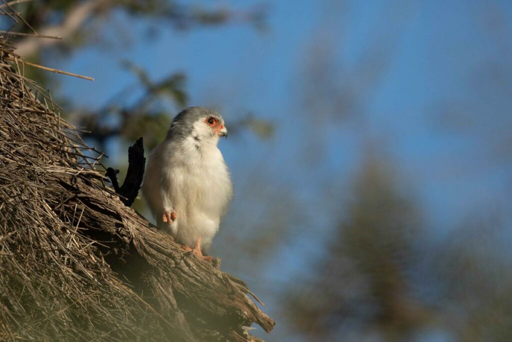 Baby African Pygmy Falcon at Tswalu