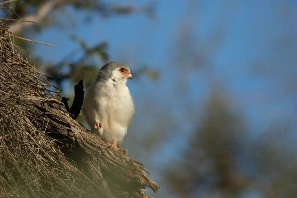 Baby African Pygmy Falcon at Tswalu