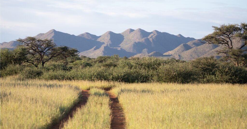 Tswalu Kalahari Reserve vegetation monitoring