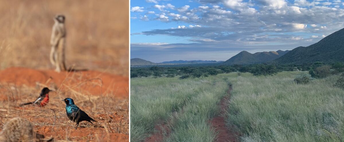 The resilient landscapes of Tswalu