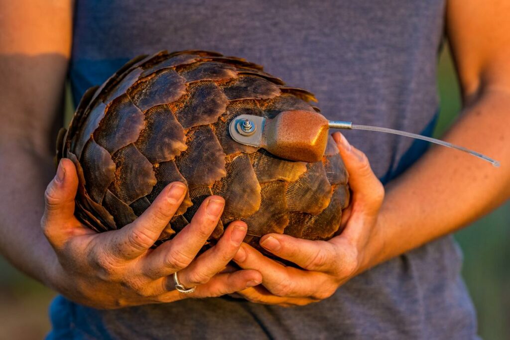 Kalahari ground pangolin