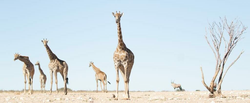 A journey of giraffe by Barry Peiser