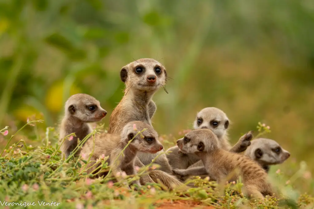 Tswalu Kalahari Reserve - Meet the honey badger (Mellivora capensis). A  widely distributed species across Africa, the Middle East and areas of  Asia, they are close relatives of otters, polecats, wolverines, minks