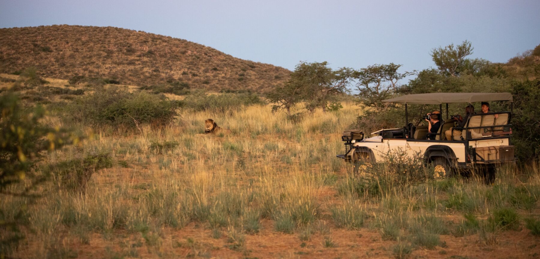 Kalahari black manned lion