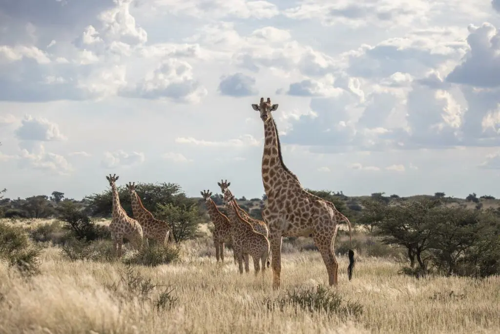 Herd of giraffe