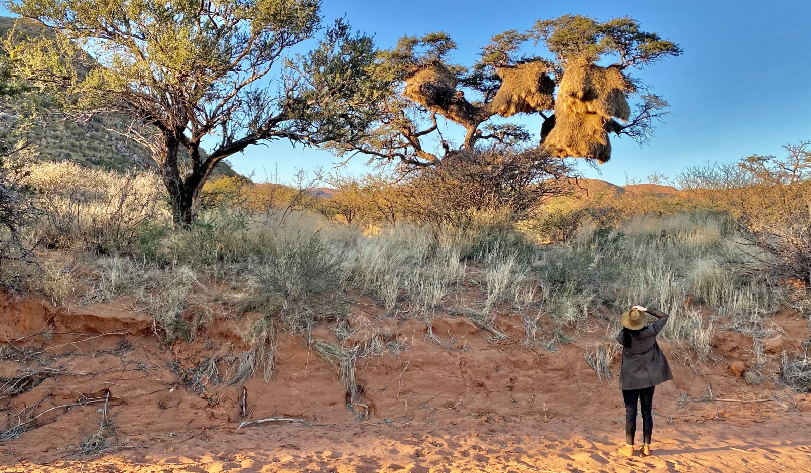 Rina Sutzer photographing a sociable weavers nest in the tree