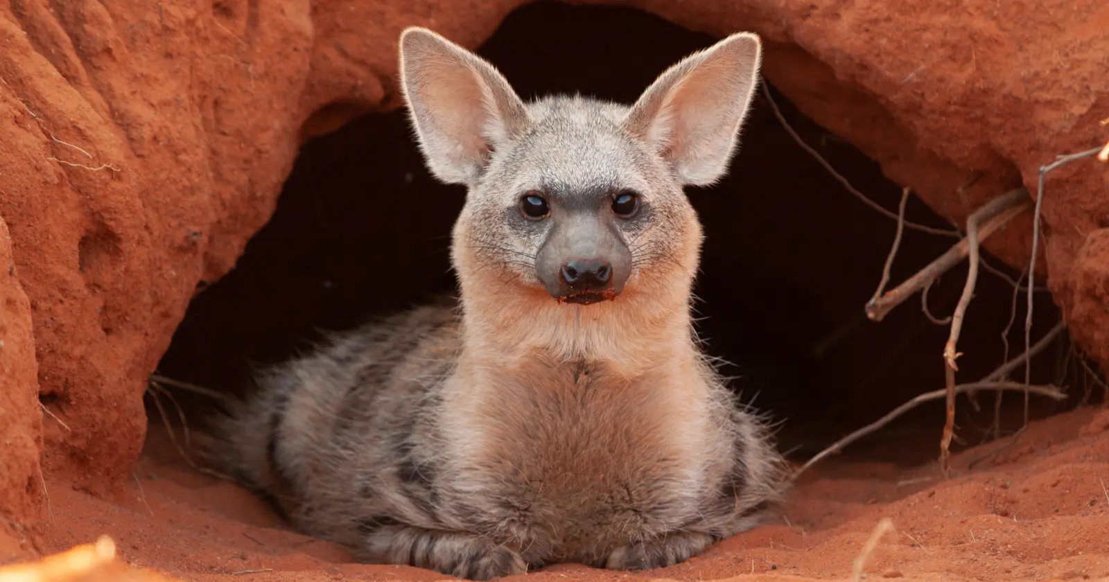 Aardwolf in a burrow