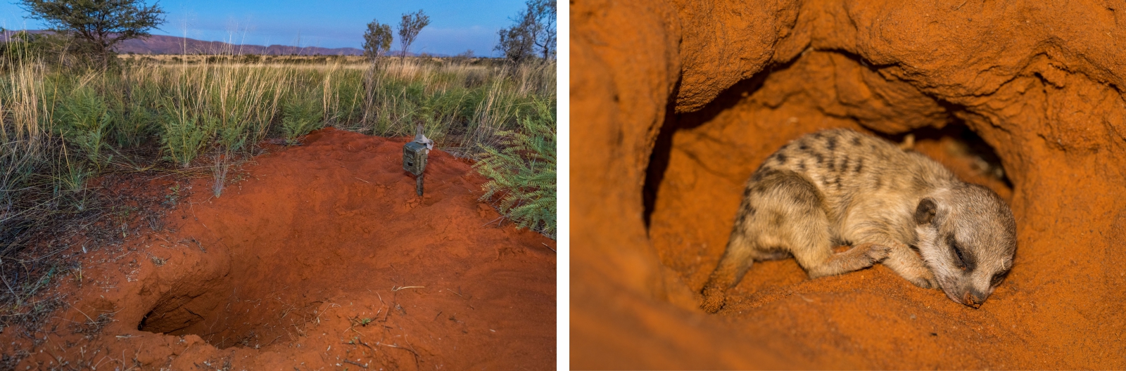 Pangolin burrow; Meerkat burrow